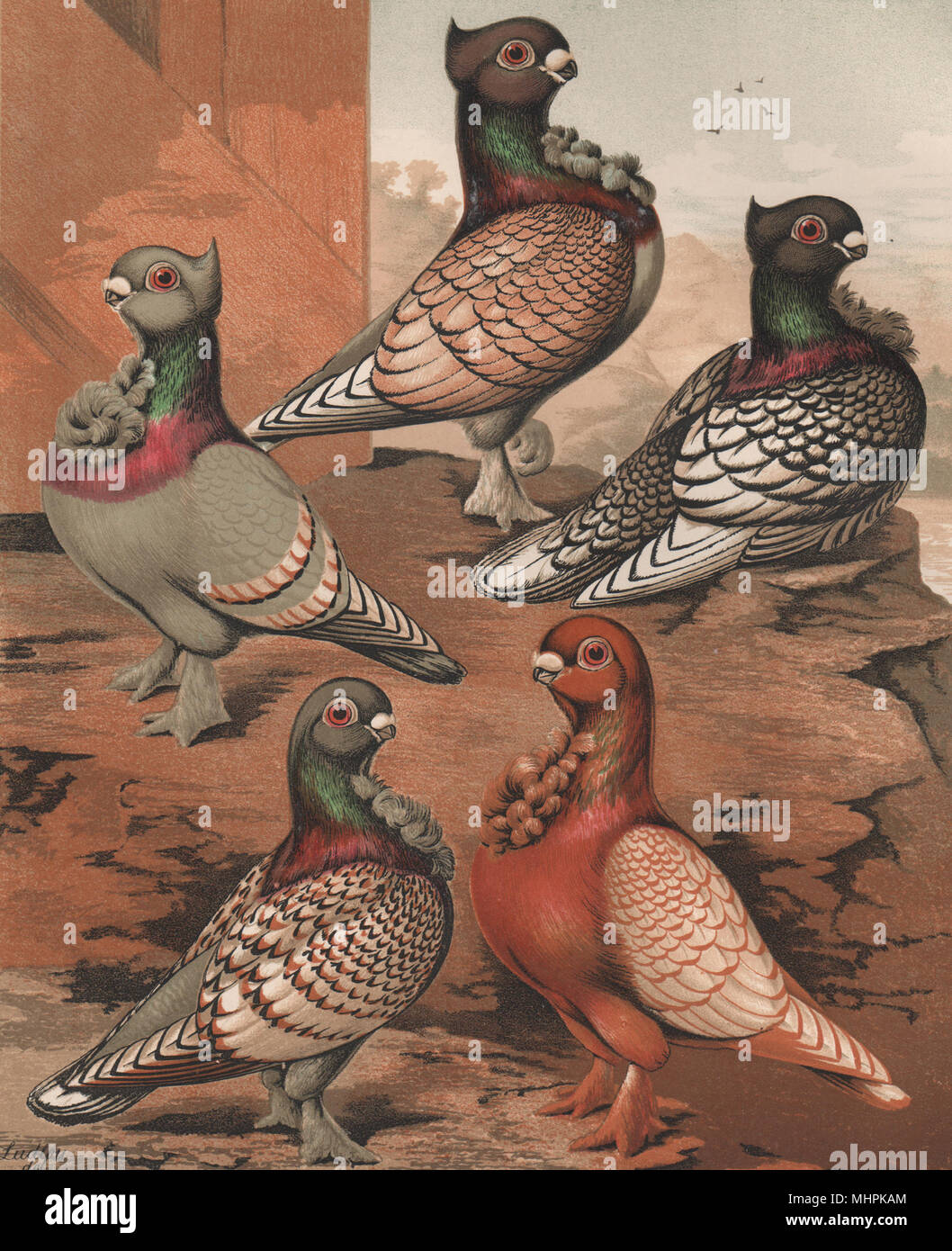 Tauben Blondinette; Blau; Pfeil weist darauf; geschnürt; Schwarz Spangled; Braun Tipd 1880 Stockfoto