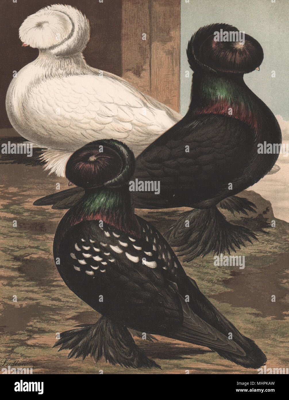 Tauben. Trompeter; Russisch oder neue Art; Weiß; Black-Mottled; Schwarz 1880 Stockfoto