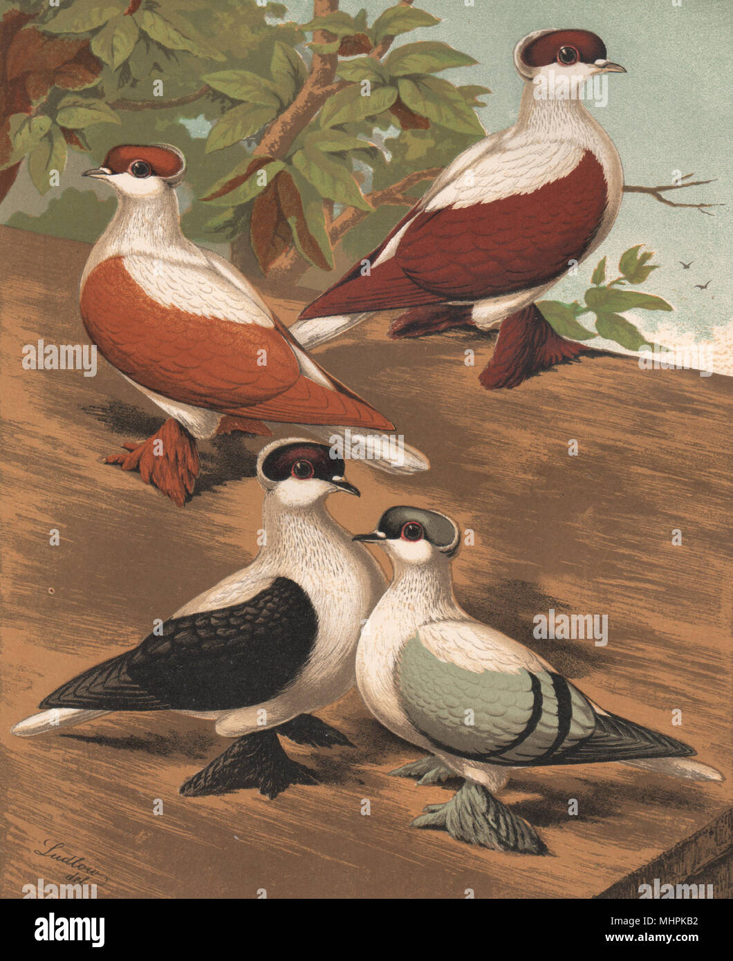 Tauben. Schwalben; Gelb; Rot; Schwarz; Blau. Antike chromolithograph 1880 Stockfoto Tauben. Schwalben; Gelb; Rot; Schwarz; Blau. Antike chromolithograph 1880 Stockfoto