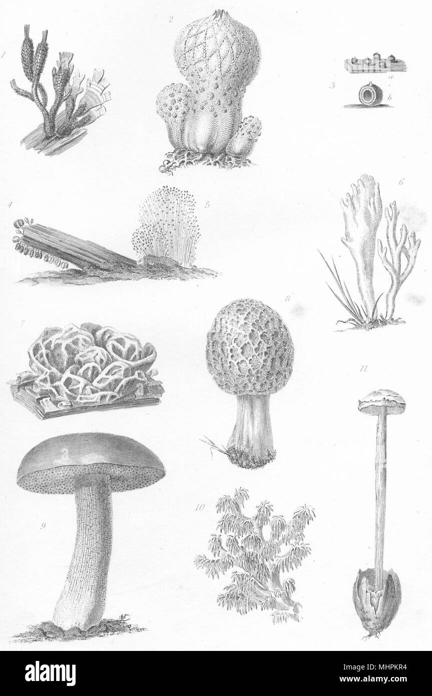 Pflanzen. Pilze (1) 1880 alte antike vintage Bild drucken Stockfoto