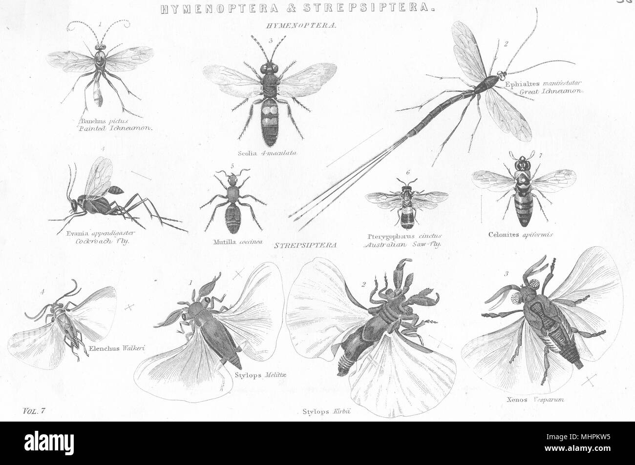 HYMENOPTERA lackiert große Ichneumon; Kakerlake fliegen; Australische sah Fliegen 1880 Stockfoto
