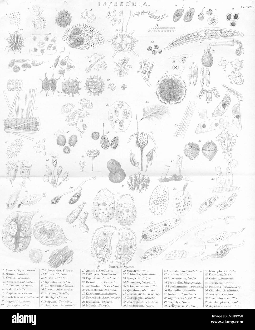 INFUSORIA. Infusoria (1) 1880 alte antike vintage Bild drucken Stockfoto