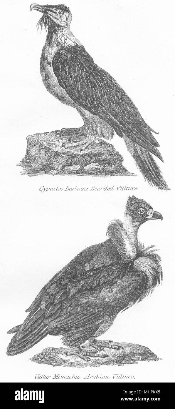 Vögel. Geier; Gypaetos Barbatus Bartgeier; Vultur Monachus 1001 1880 Drucken Stockfoto
