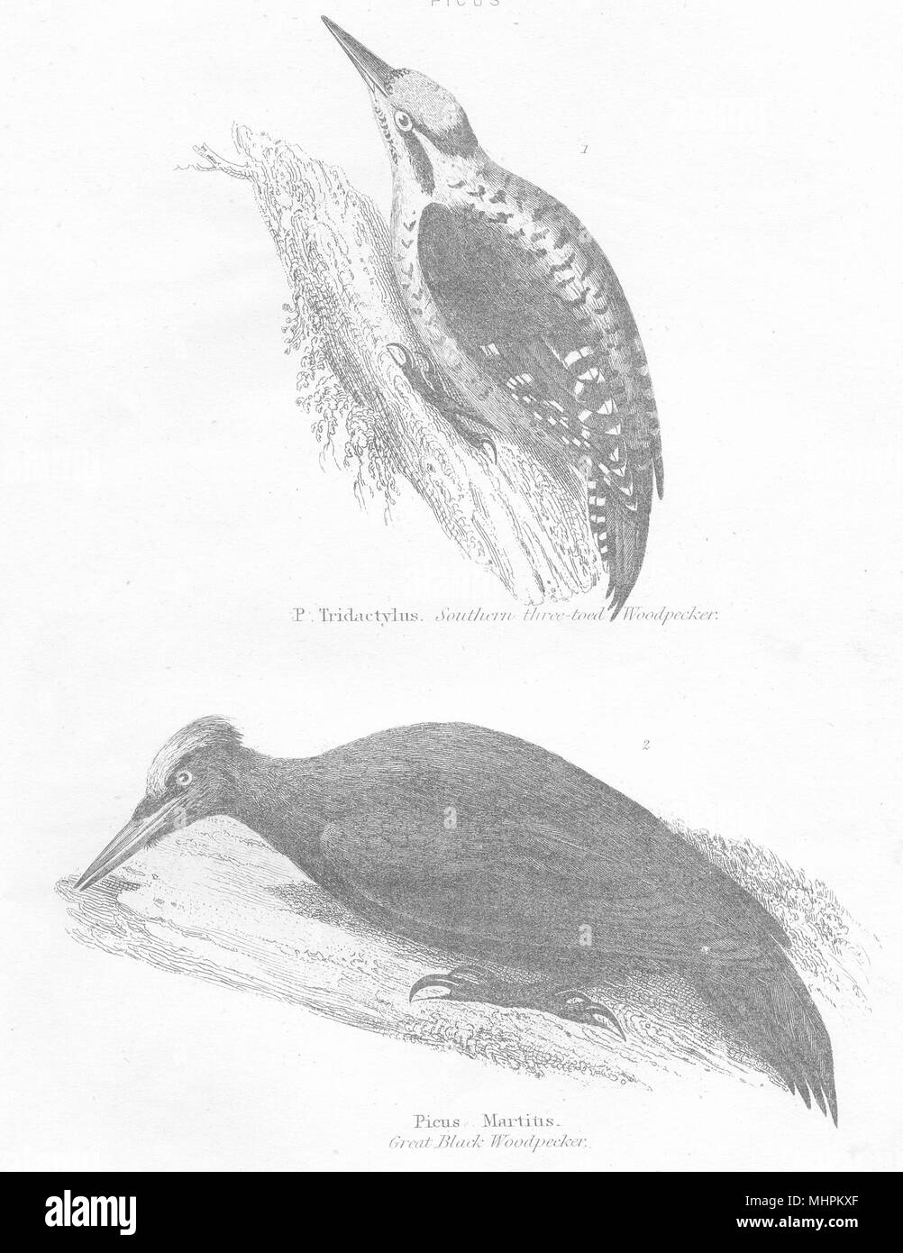Vögel. Specht picus. Tridactylus. Südlichen 3-Toed. Martius Gt Schwarz 1880 Stockfoto