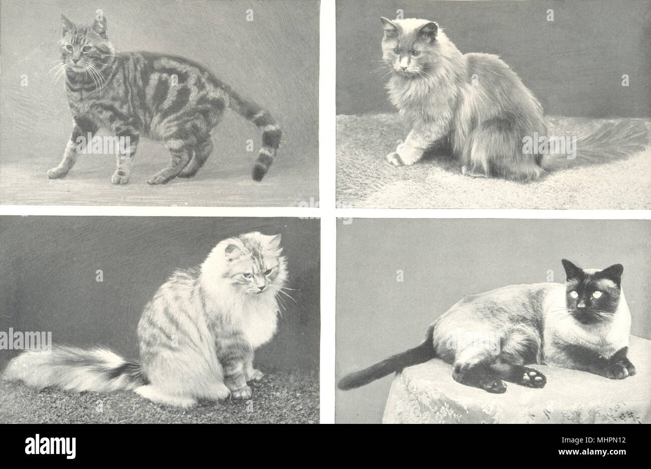 Katzen. Hauskatze; Blau - Rauch Persisch; Persisch; Siam (Thailand) 1912 alte Drucken Stockfoto