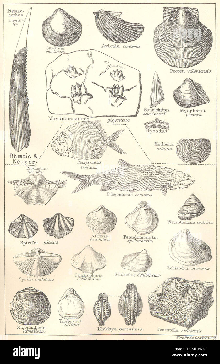 Britische Fossilien. Trias & Perm magnesiumhaltigen Kalkstein. Muscheln. STANFORD 1880 Stockfoto