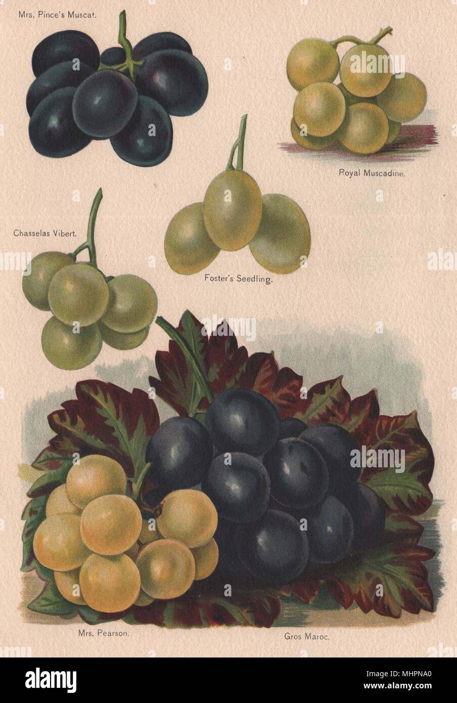 Trauben. Frau Pince Muscats; Royal Muscadine; Chasselas Vibert. WRIGHT 1892 Stockfoto