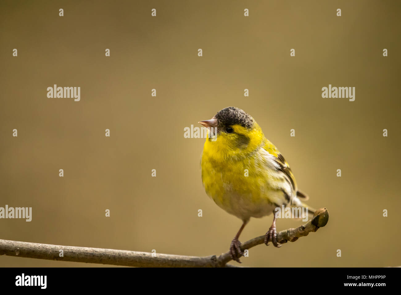 Männliche Siskin bei RSPB Vogel Ausblenden auf Lake Vyrnwy Wales UK Stockfoto