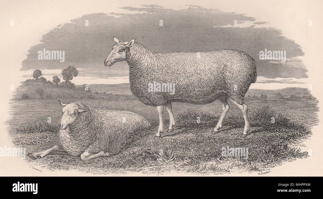 Schafe. Leicester Ewe 1898 alte antike vintage Bild drucken Stockfoto