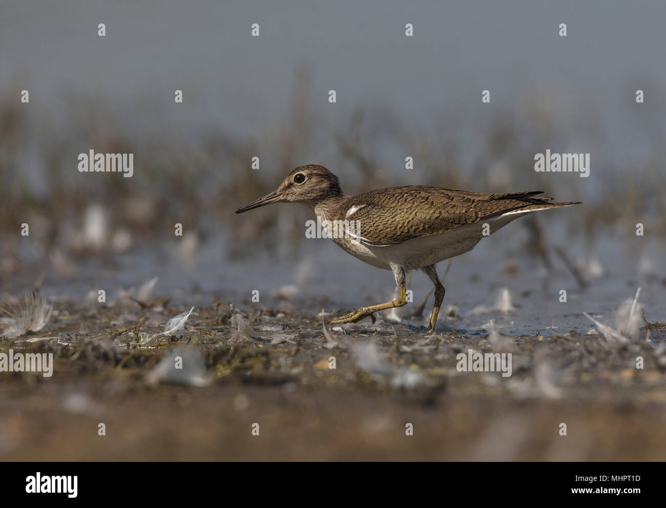 Flussuferläufer (Actitis hypoleucos) Nahaufnahme. Stockfoto