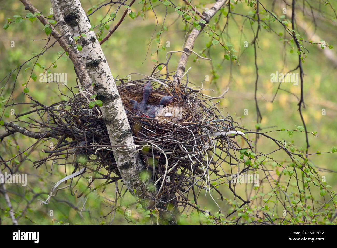 Neugeborene Küken der graue Krähe im Nest Stockfoto