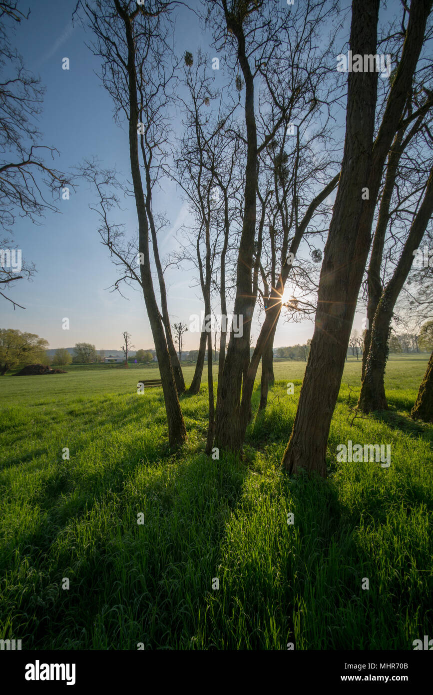 Die Stämme der Bäume im städtischen Park am Morgen Stockfoto