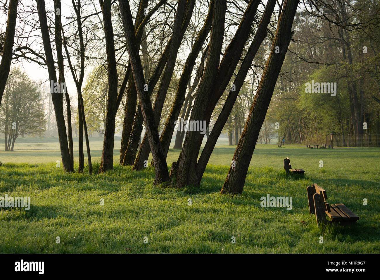 Die Stämme der Bäume im städtischen Park am Morgen Stockfoto