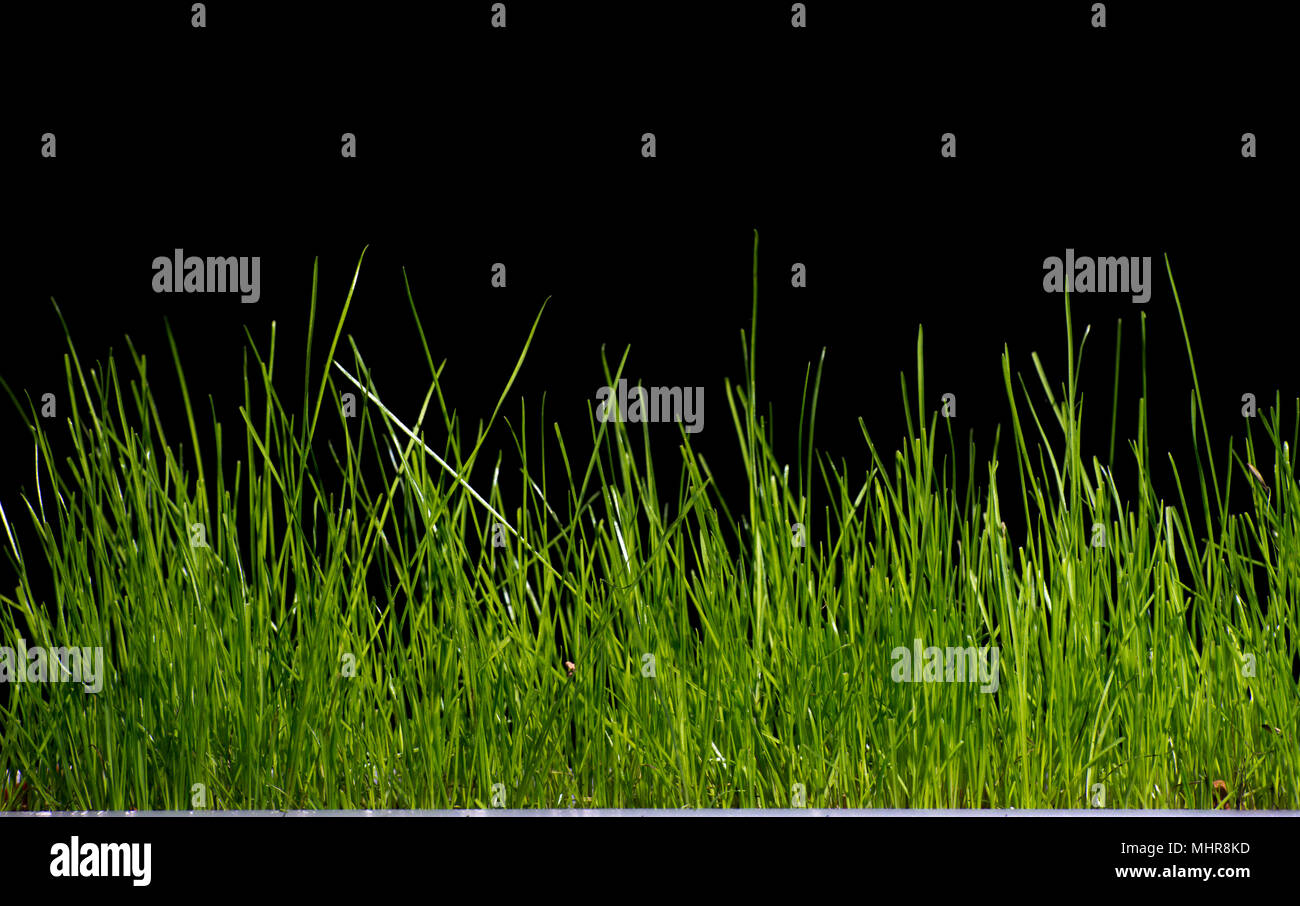 Sprossen von Weizen Gras Grün auf schwarzem Hintergrund Stockfoto