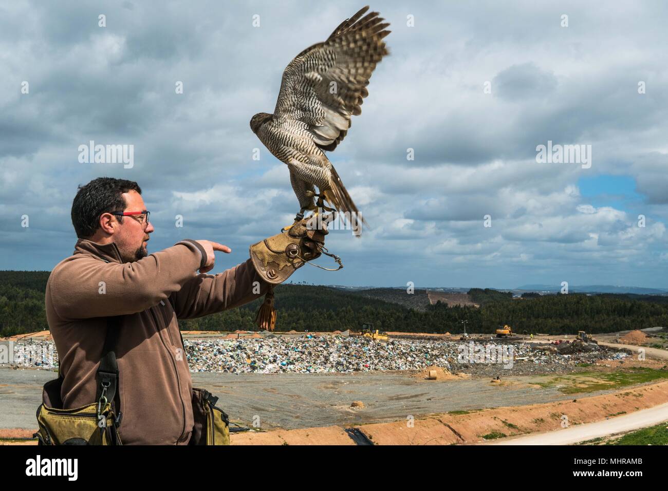 Ausgebildete Falcon Stockfoto