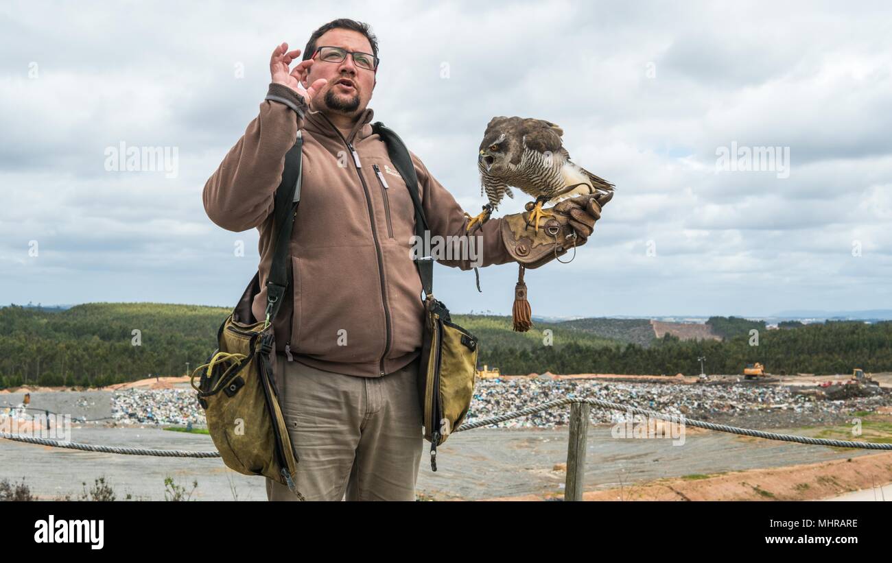 Ausgebildete Falcon Stockfoto