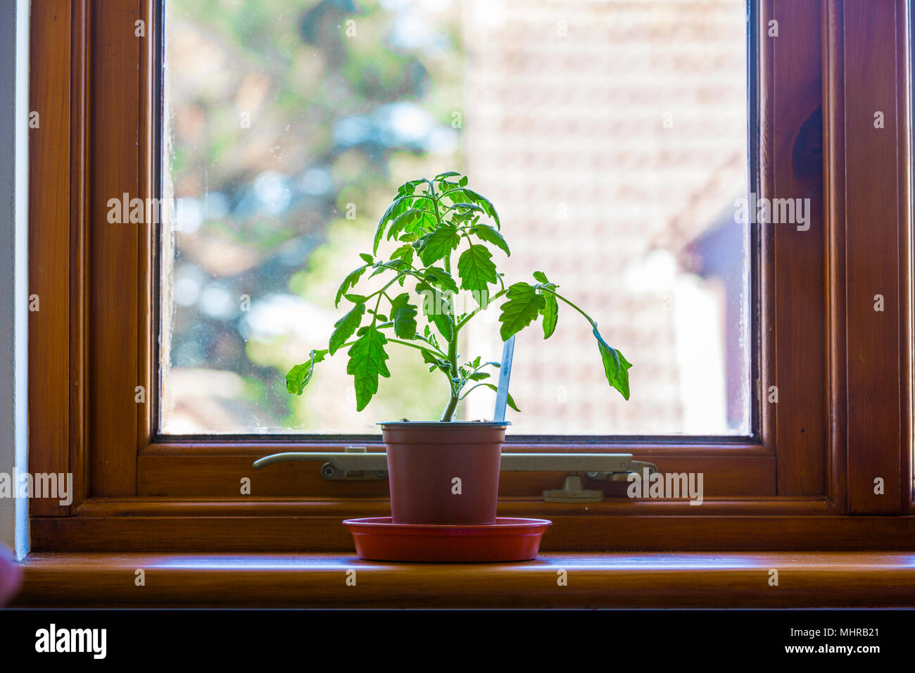 Tomatenpflanze wächst auf einer Fensterbank. Stockfoto