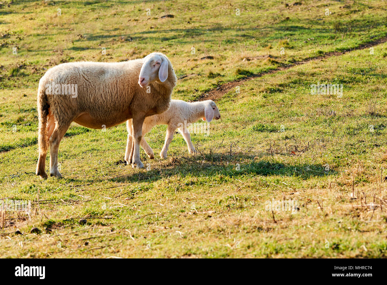 Unschuldiges schafbaby Stockfotos und -bilder Kaufen - Alamy