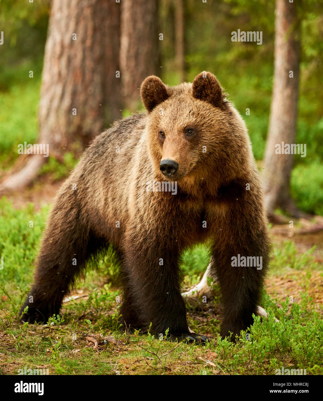 Wilde Braunbären Wandern in der grünen finnischen taiga Stockfoto