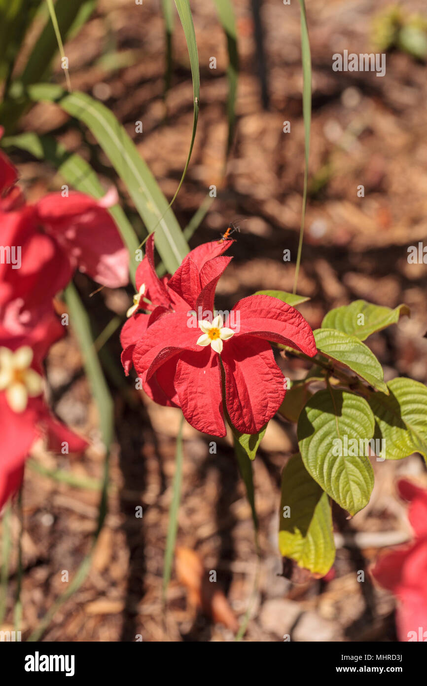Ashanti Blut Mussaenda erythrophylla Blume blüht in einem Garten in Naples, Florida Stockfoto