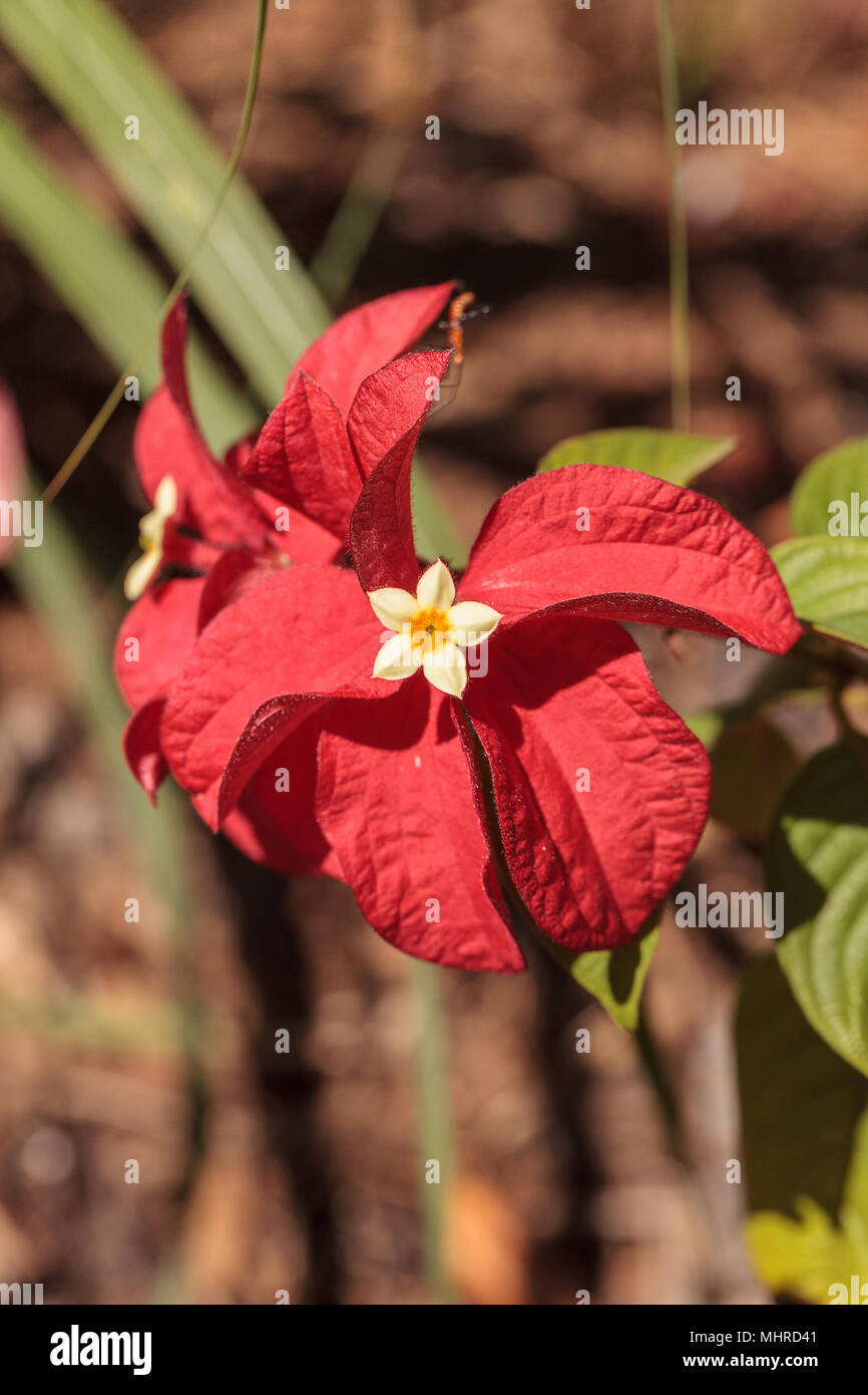 Ashanti Blut Mussaenda erythrophylla Blume blüht in einem Garten in Naples, Florida Stockfoto