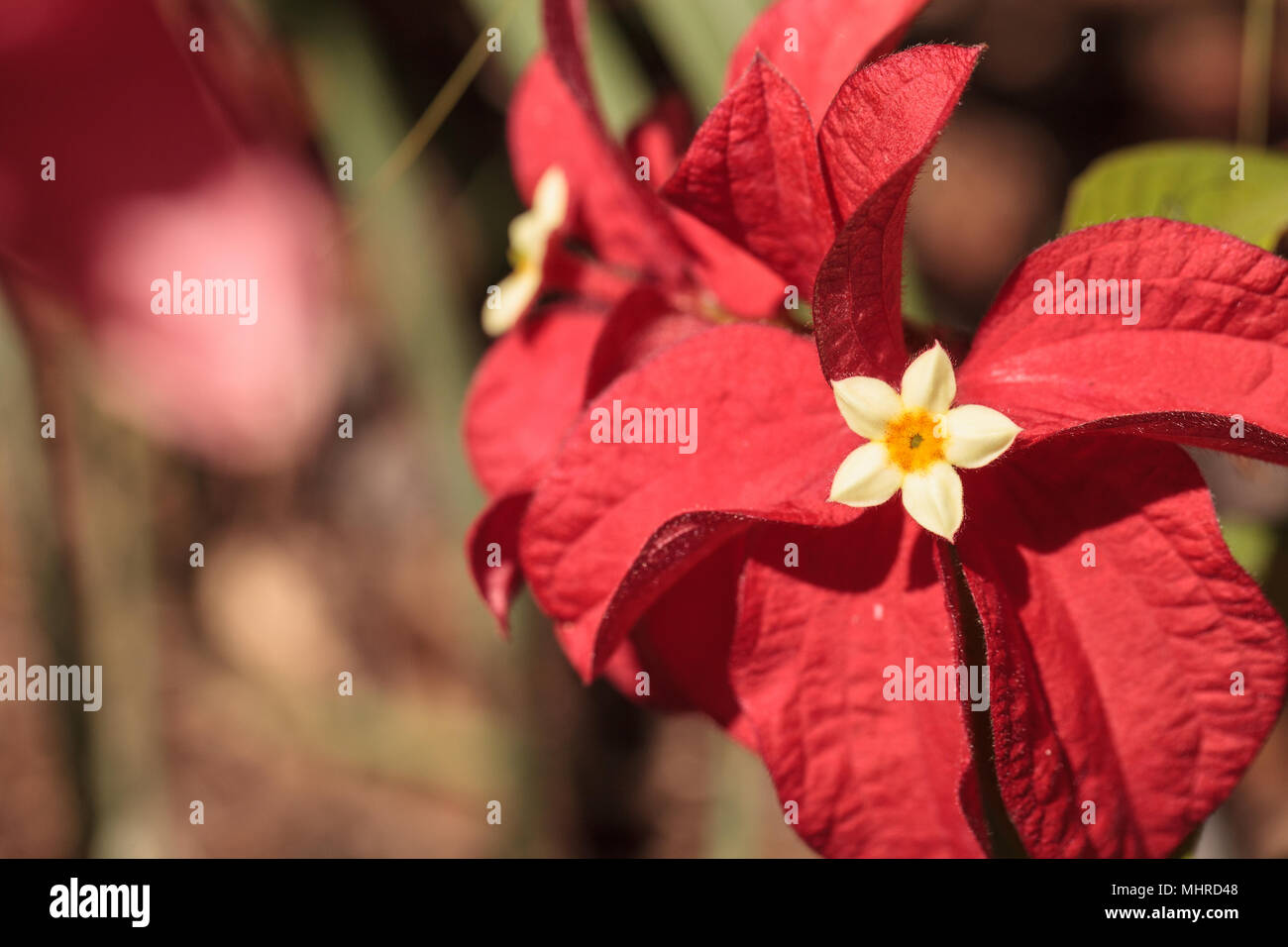 Ashanti Blut Mussaenda erythrophylla Blume blüht in einem Garten in Naples, Florida Stockfoto