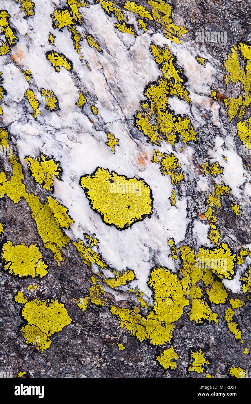 Gruppe Gelb Grün Flechten wachsen auf einem Marmor Kalkstein. Bild vertikal. Stockfoto