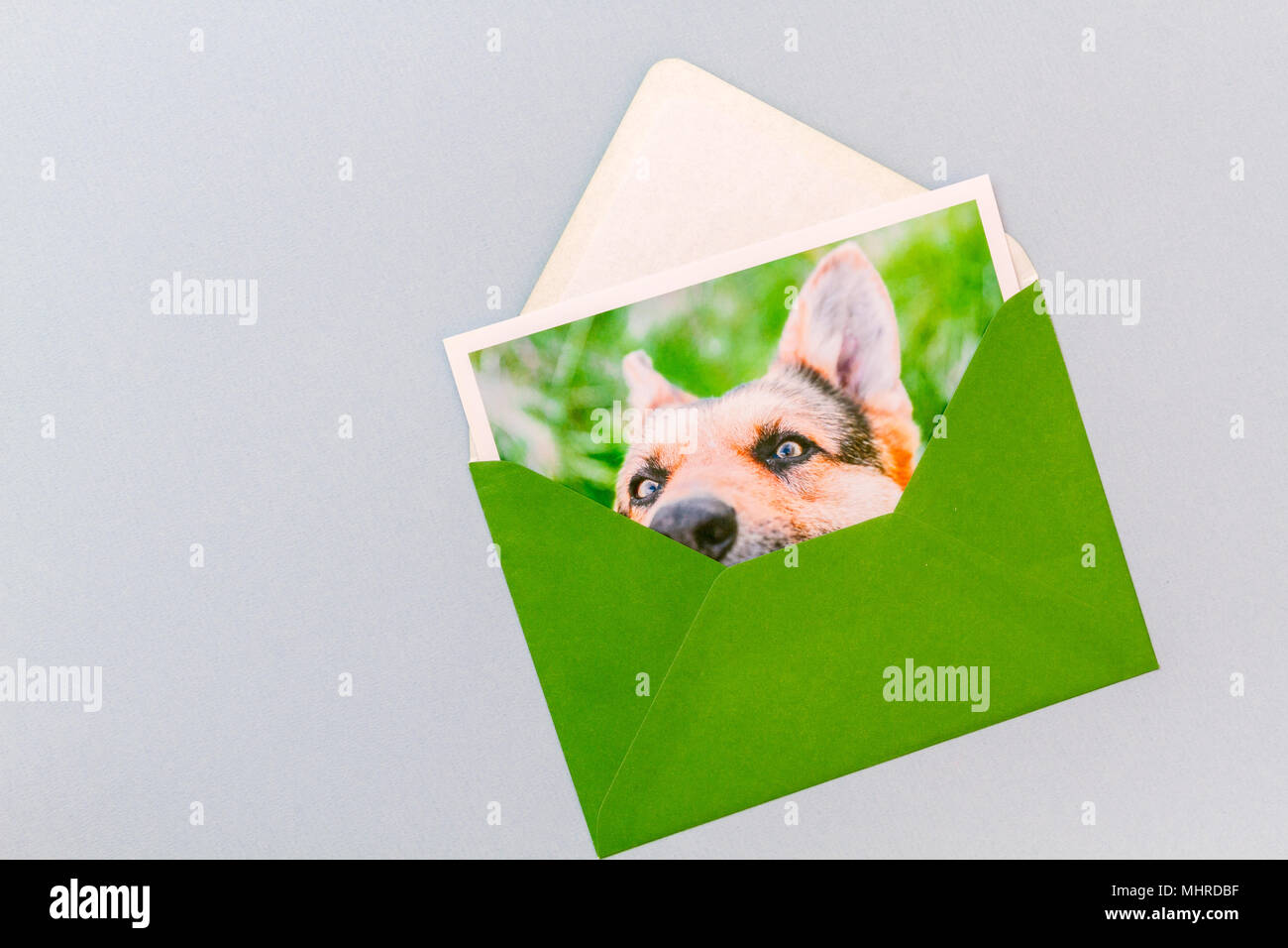 Grüne Umschlag mit gedruckten Foto eines Deutschen Schäferhundes Portrait auf einem hellblauen Hintergrund. Stockfoto