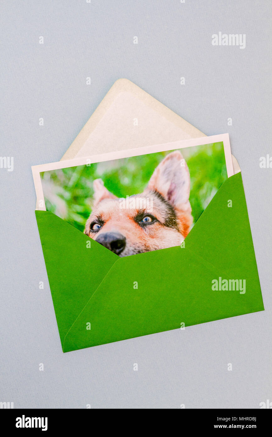 Grüne Umschlag mit gedruckten Foto von einer netten lustigen Deutscher Schäferhund Portrait auf einem hellblauen Hintergrund. Vertikale Ansicht. Stockfoto
