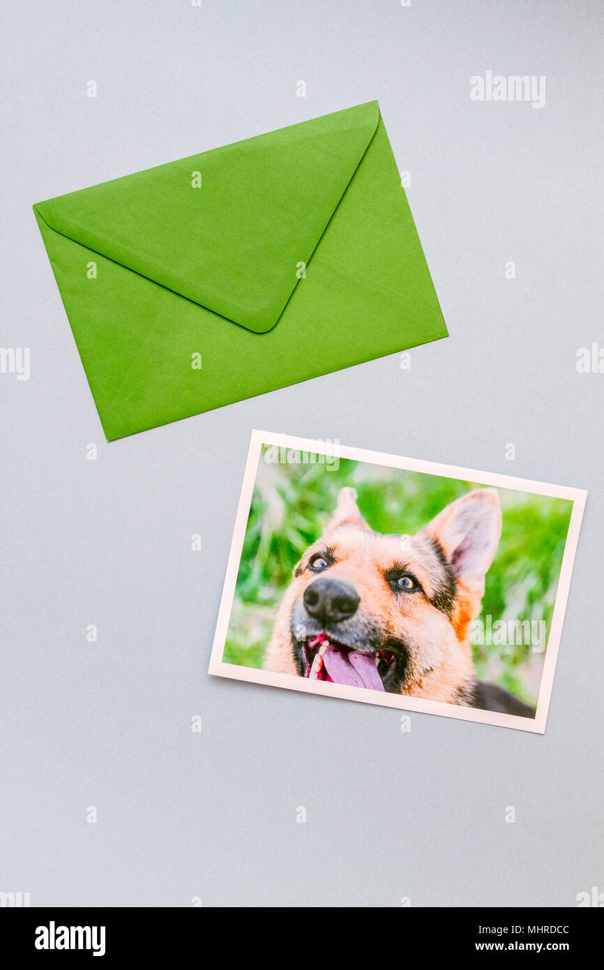 Grüne Umschlag mit gedruckten Foto von einer netten lustigen Deutscher Schäferhund Portrait auf einem hellblauen Hintergrund. Vertikale Ansicht. Stockfoto