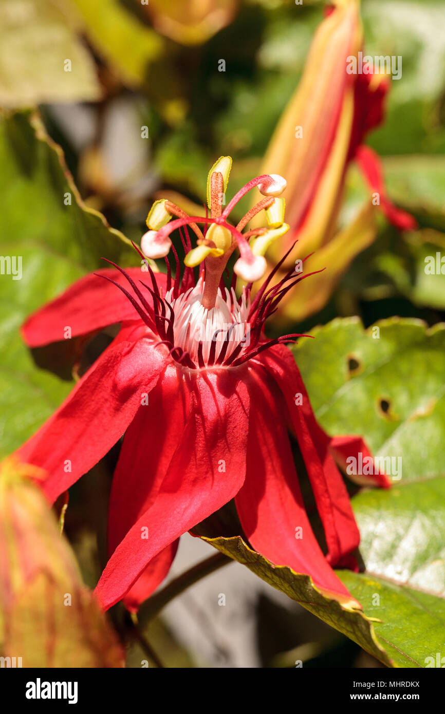 Scarlet Rot Passionsblume, Passiflora miniata Blüten auf ein Weinstock im südlichen Florida Stockfoto