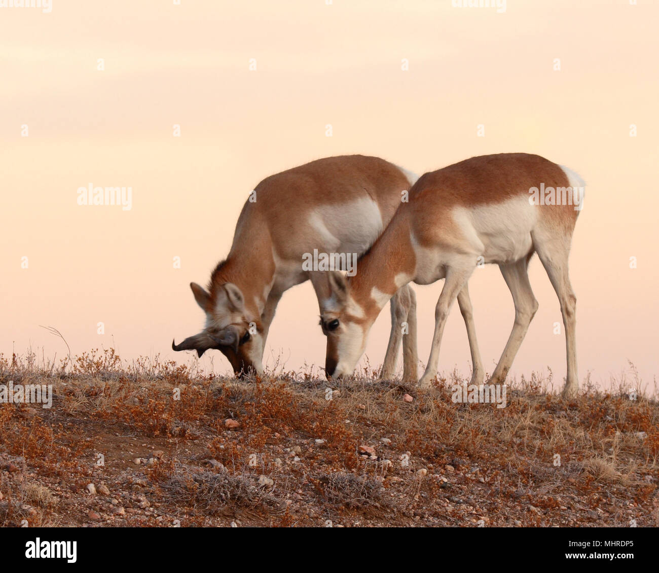 Ein paar Pronghorn Antilope Fütterung bei Sonnenuntergang in den Badlands. Stockfoto