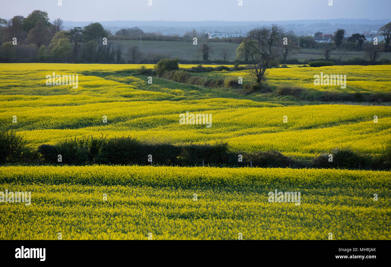 Rathcool Landschaft Irland 2 5 2018 Schliesslich Raps Bluht