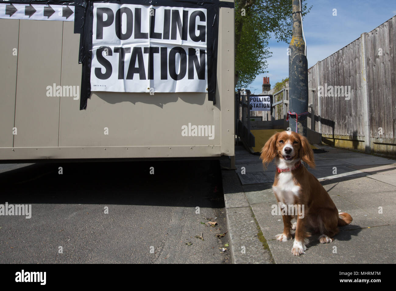 In Greenwich, London, Vereinigtes Königreich. 3. Mai, 2018. 1 Jahr alt Cockapoo Pip sitzt vor einem Wahllokal in Greenwich auf lokalen Tag der Wahl. Hunde in den Wahllokalen hat sich zu einem beliebten Trendthema auf Social Media an den Wahltagen geworden. Rob Powell/Alamy leben Nachrichten Stockfoto