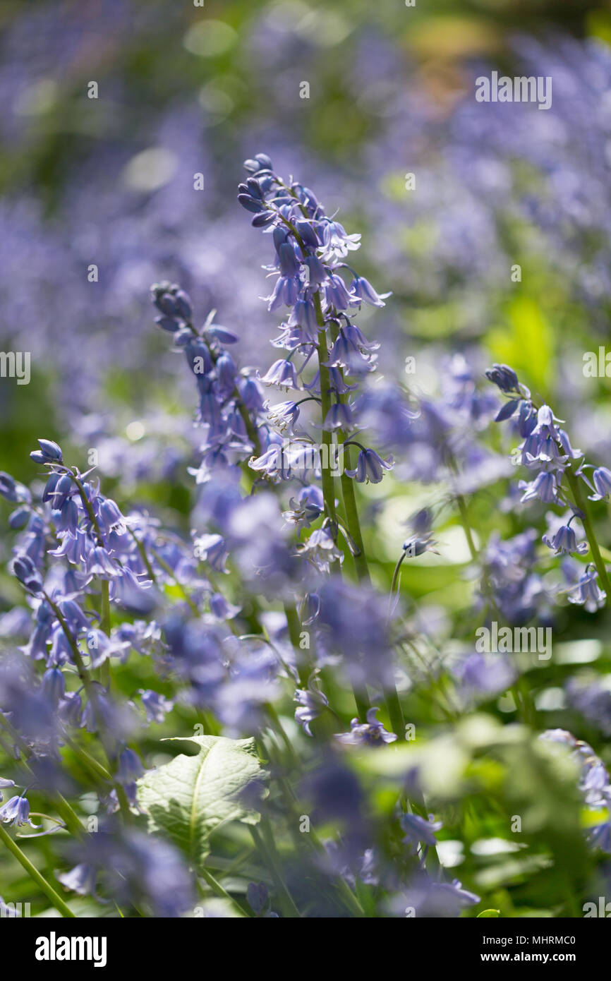 Greenwich, Großbritannien. 3. Mai, 2018. Bluebells in Greenwich, London, an einem sonnigen Frühlingsmorgen. Credit: Rob Powell/Alamy leben Nachrichten Stockfoto