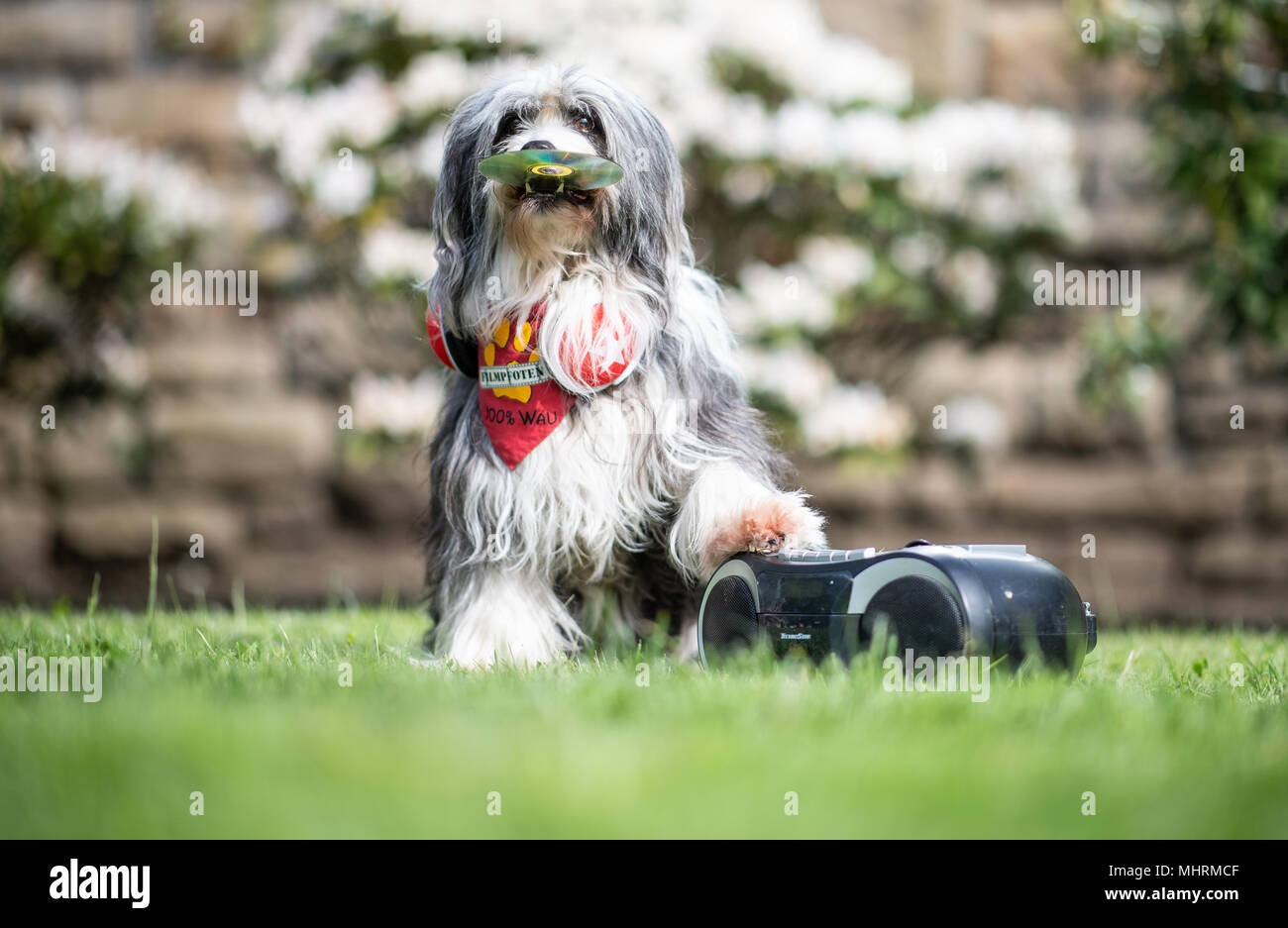 03. Mai 2018, Deutschland, Dortmund: Tom Tom die Tibet Terrier Mischling mit einer CD in Ihren Mund und eine Pfote auf einen CD-Player in einem Feld vor der "Hund und Katz 2018 Hund und Katze" (2018) zeigen, die läuft vom 11. bis 13. Mai. Foto: Guido Kirchner/dpa Quelle: dpa Picture alliance/Alamy leben Nachrichten Stockfoto