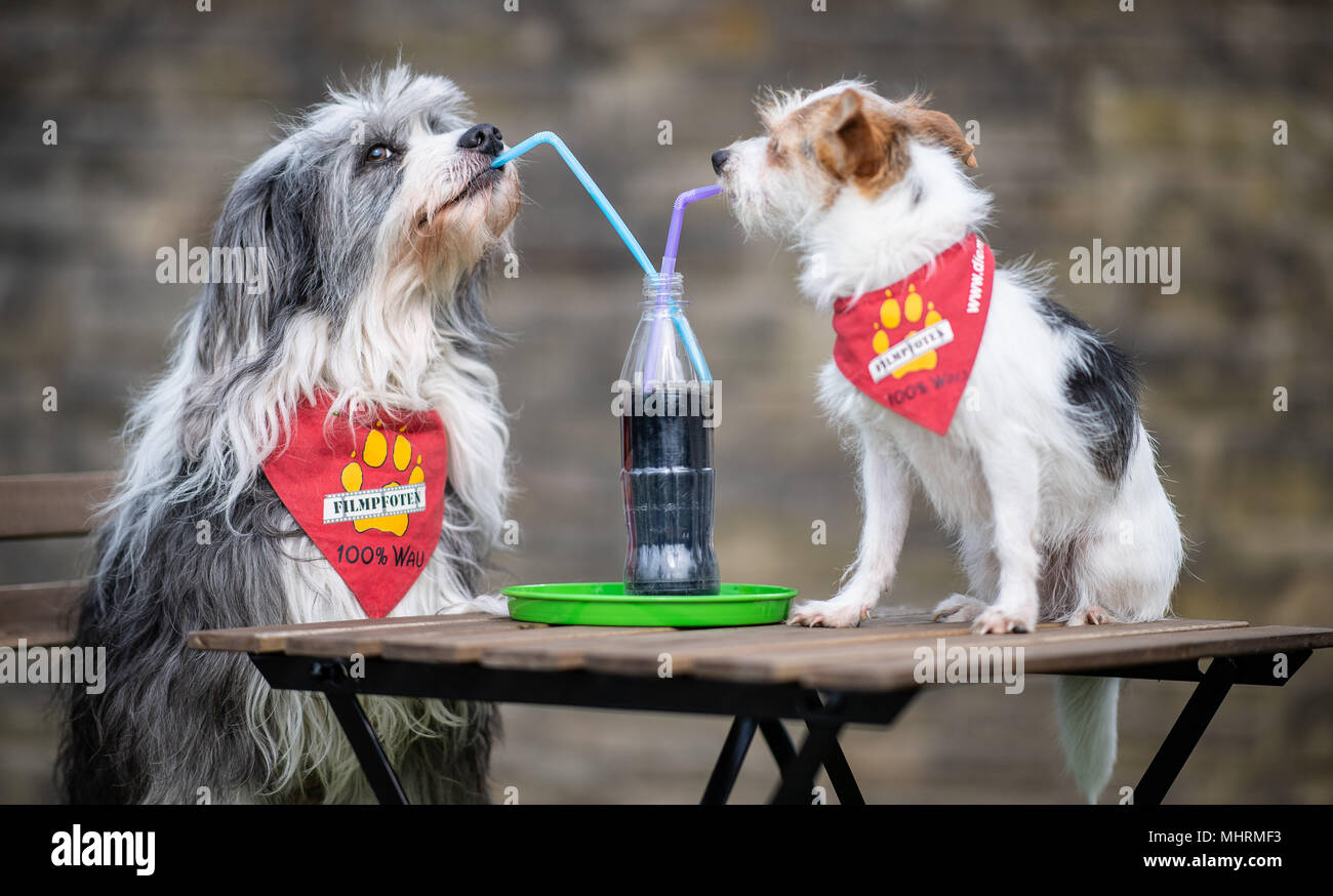 03. Mai 2018, Deutschland, Dortmund: Tom Tom (L) die Tibet Terrier mongrel und Jo-Jo der Parson Jack Russell Terrier trinken mit dem Strohhalm aus einem kleinen Flasche, vor der "Hund und Katz 2018 Hund und Katze" (2018) zeigen, die läuft vom 11. bis 13. Mai. Foto: Guido Kirchner/dpa Quelle: dpa Picture alliance/Alamy leben Nachrichten Stockfoto