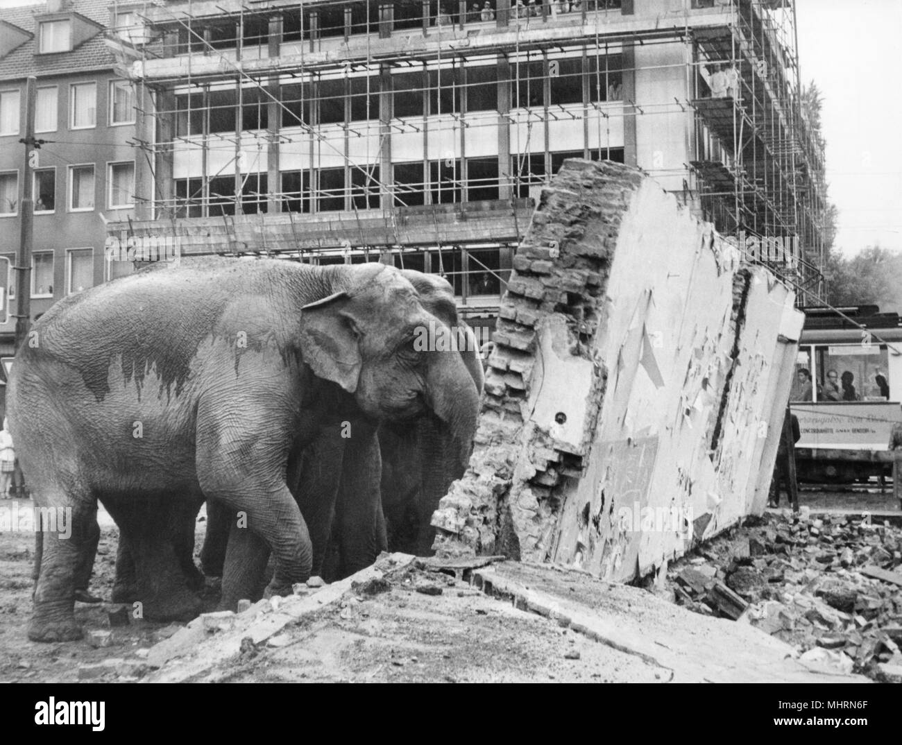 Einige der elf Elefanten des Zirkus Althoff den Rest der Wand eines Abriss Haus stürzen am 30.08.1960 in Essen mit vereinten Kräften. Schließlich war es der elf Dickhautern im Einsatz trotz united Elefant Stärke konnte die Wand zum Kippen zu bringen. Nachdem ein Bagger Vorarbeiten getan hatte, das Projekt gelungen. Foto: Heinz Ducklau (c) dpa-Bericht | Verwendung weltweit Stockfoto
