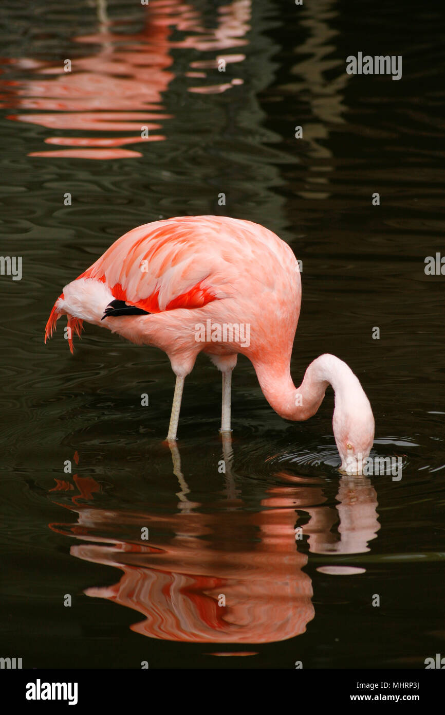 BURSCOUGH, UK. 3. Mai 2018. UK Wetter: chilenische Flamingos kommen für mildere Wetter bei Martin bloße wetland Centre, Burscough, UK. Premos/Alamy leben Nachrichten Stockfoto