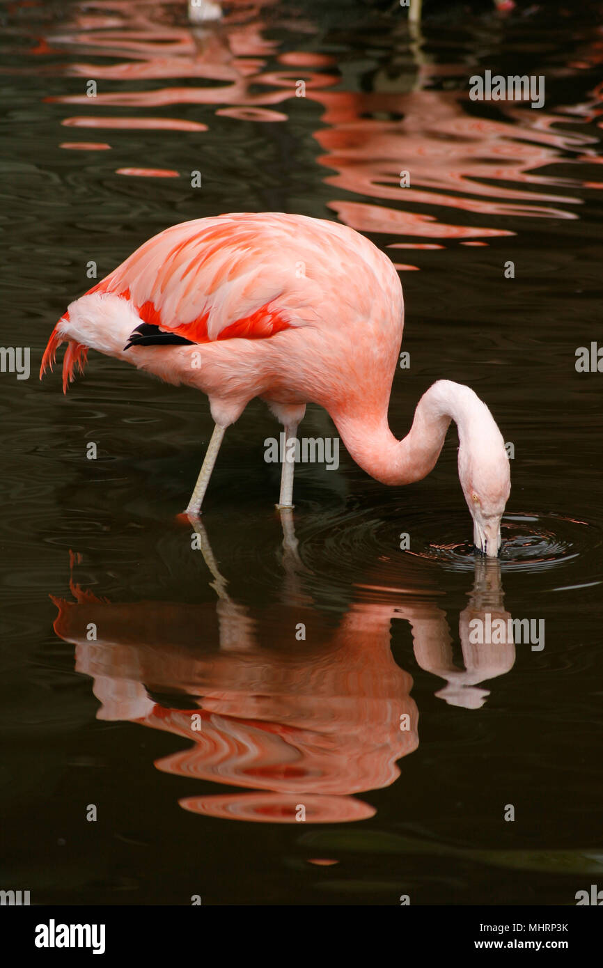 BURSCOUGH, UK. 3. Mai 2018. UK Wetter: chilenische Flamingos kommen für mildere Wetter bei Martin bloße wetland Centre, Burscough, UK. Premos/Alamy leben Nachrichten Stockfoto