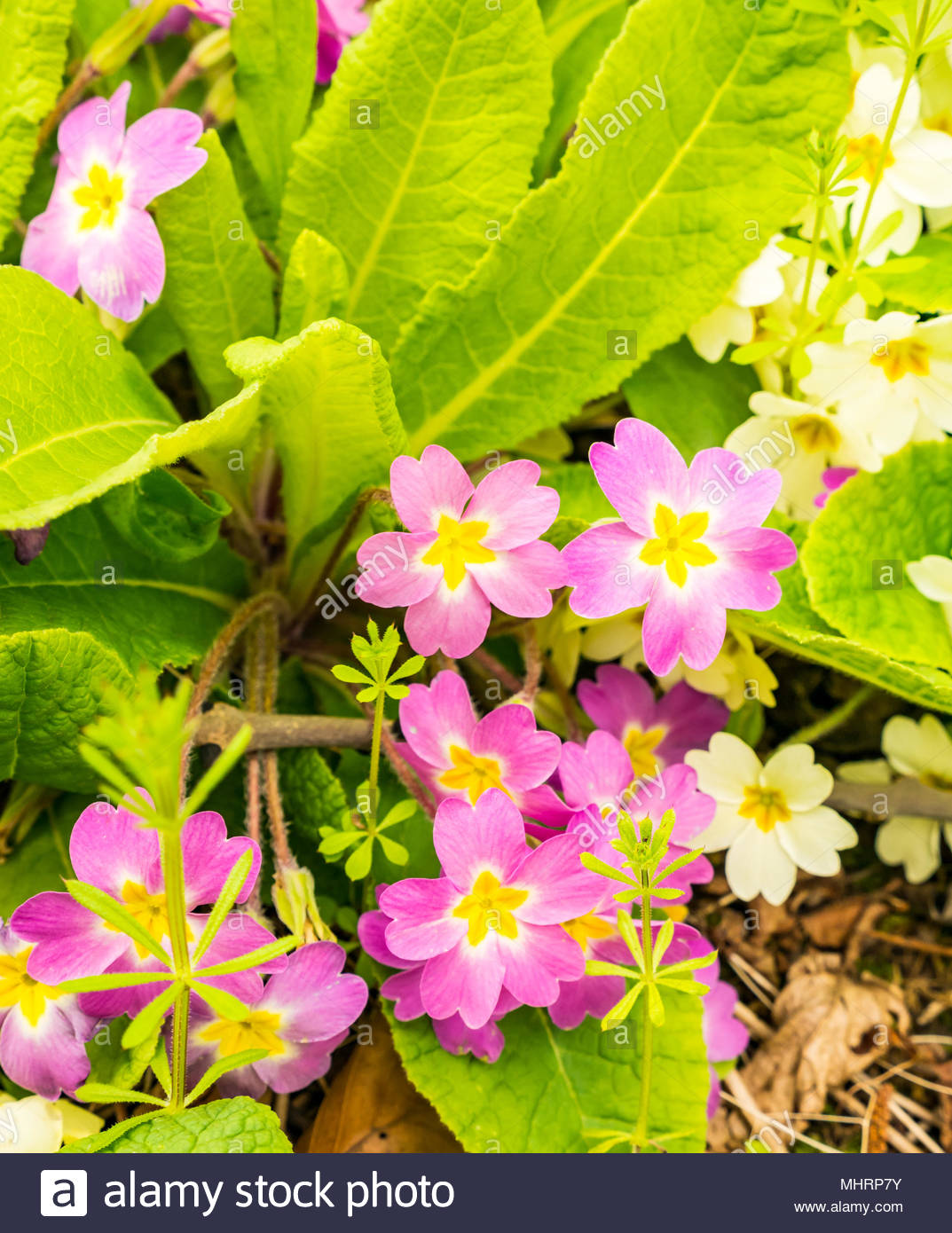Primula Vulgaris Uk Wild Stockfotos & Primula Vulgaris Uk Wild Bilder