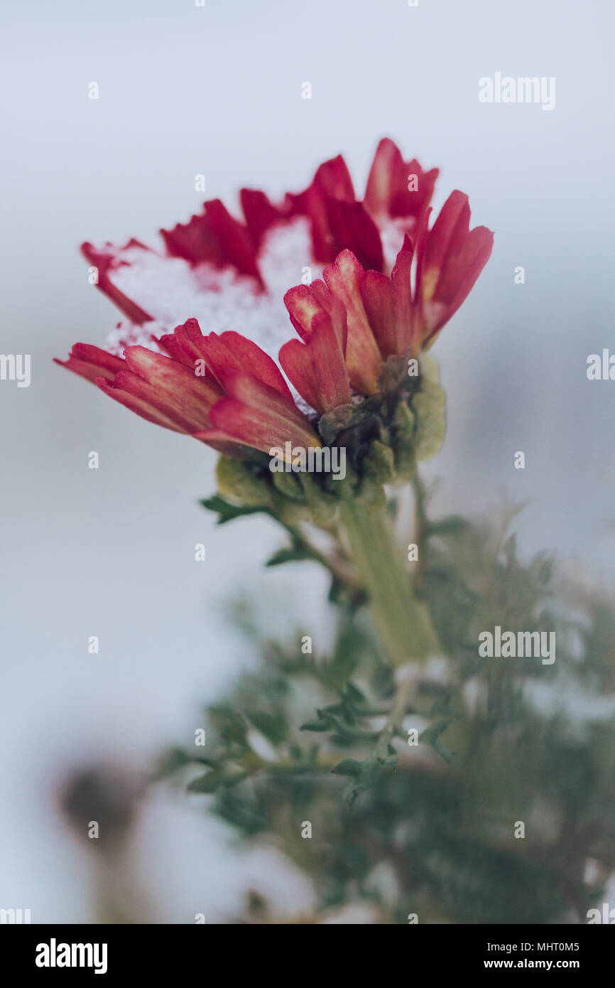 Blumen Im Schnee Stockfotos und -bilder Kaufen - Alamy