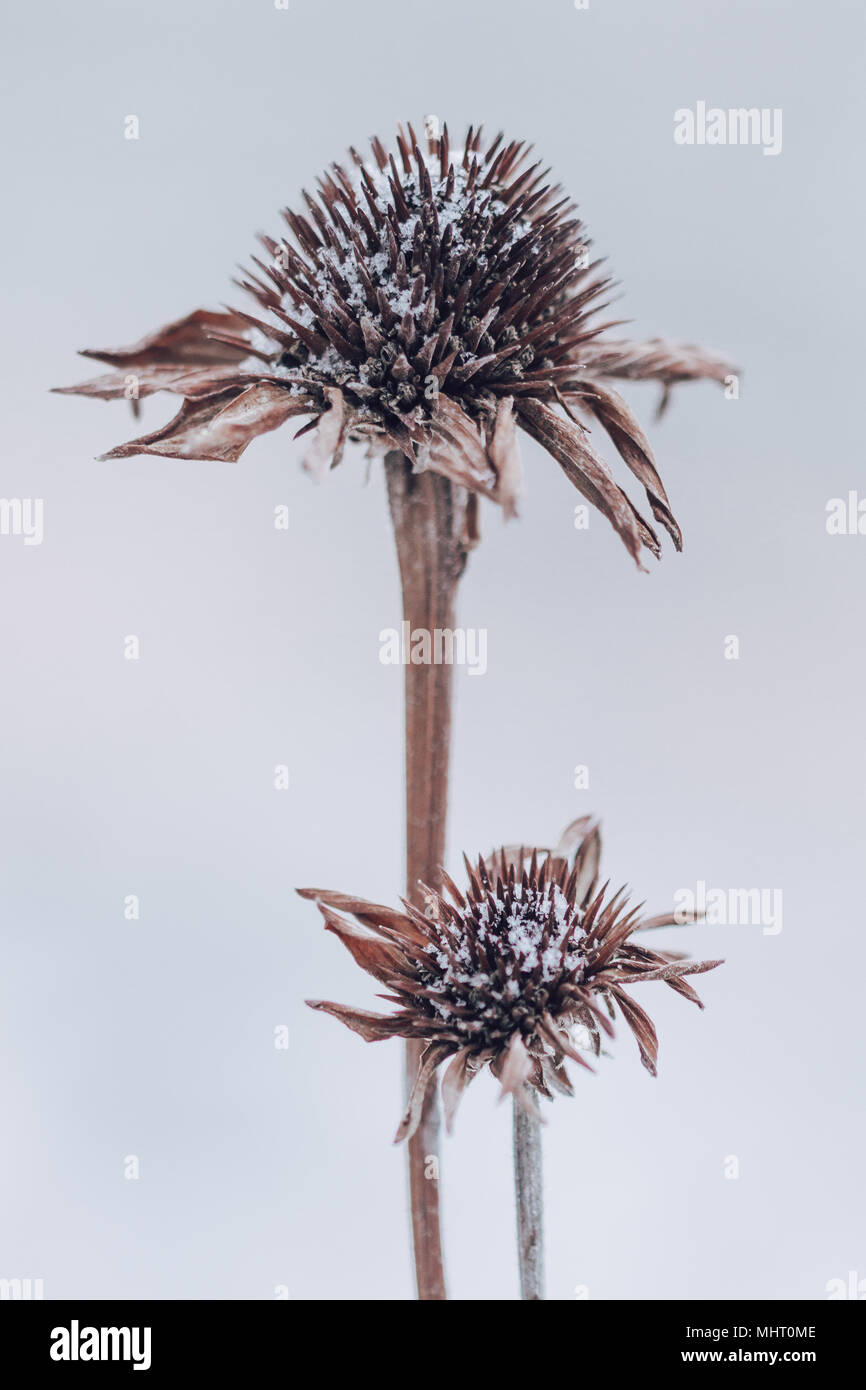 Zwei getrocknete Echinacea Blumen im Winter auf verschwommenen Hintergrund. Coneflowers von Schimmel betroffen. Stockfoto
