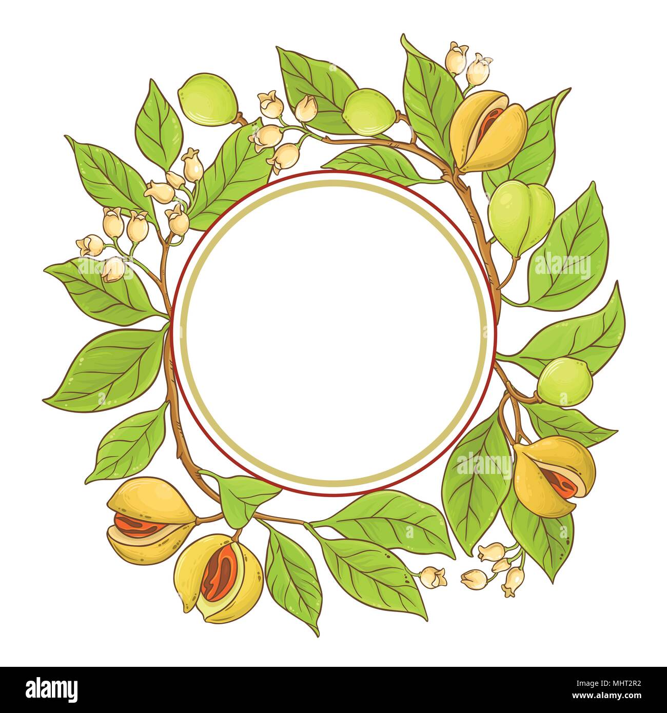 Muskatnuss Zweig vektor Rahmen auf weißem Hintergrund Stock Vektor
