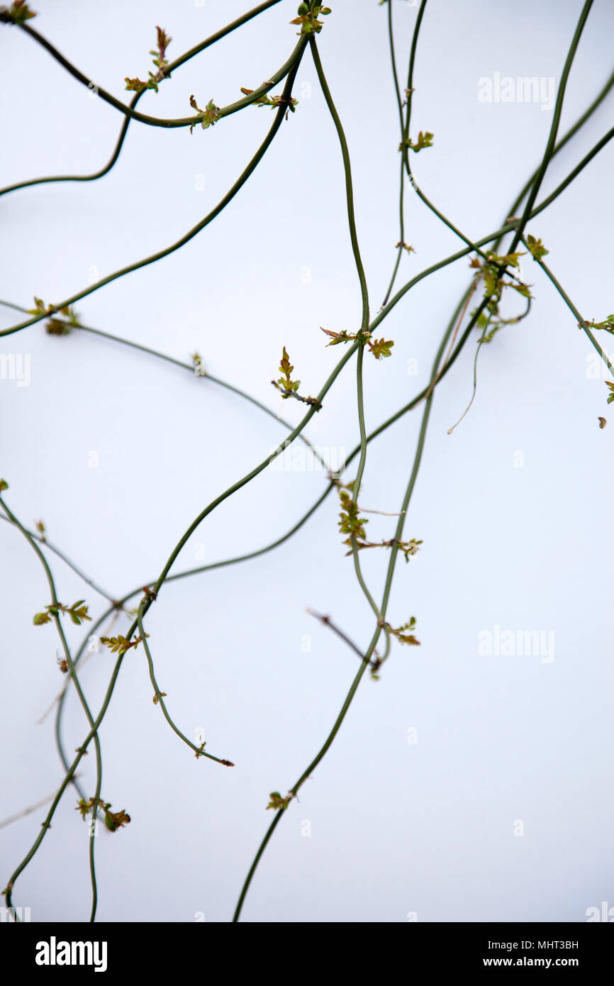 Angehende Jasmin Rebe Stockfoto