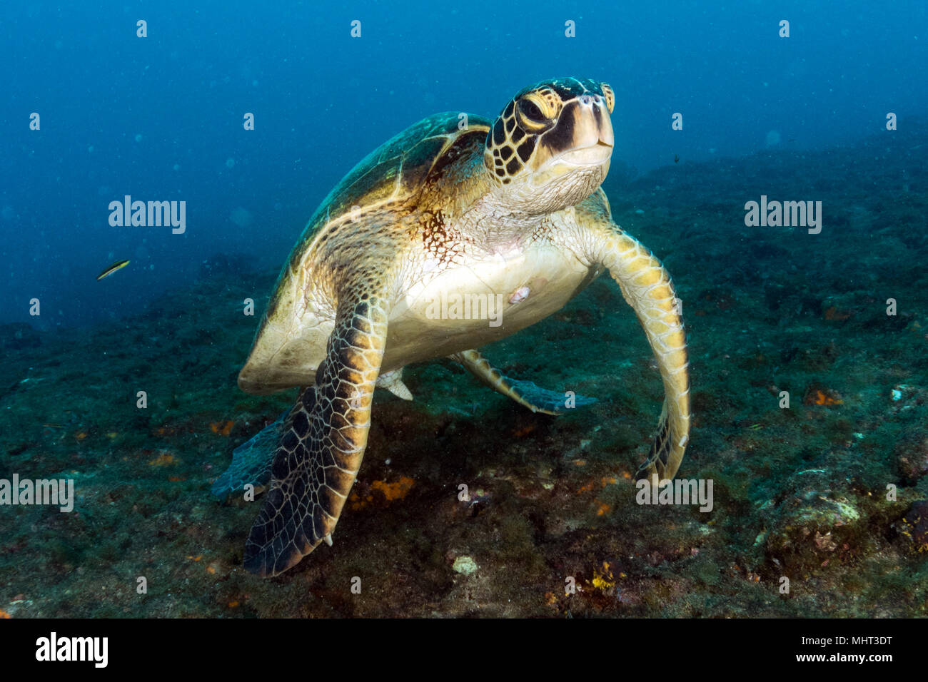 Grüne Schildkröte kommen Sie unter Wasser beim Tauchen in Cabo Pulmo Baja California National Park Stockfoto
