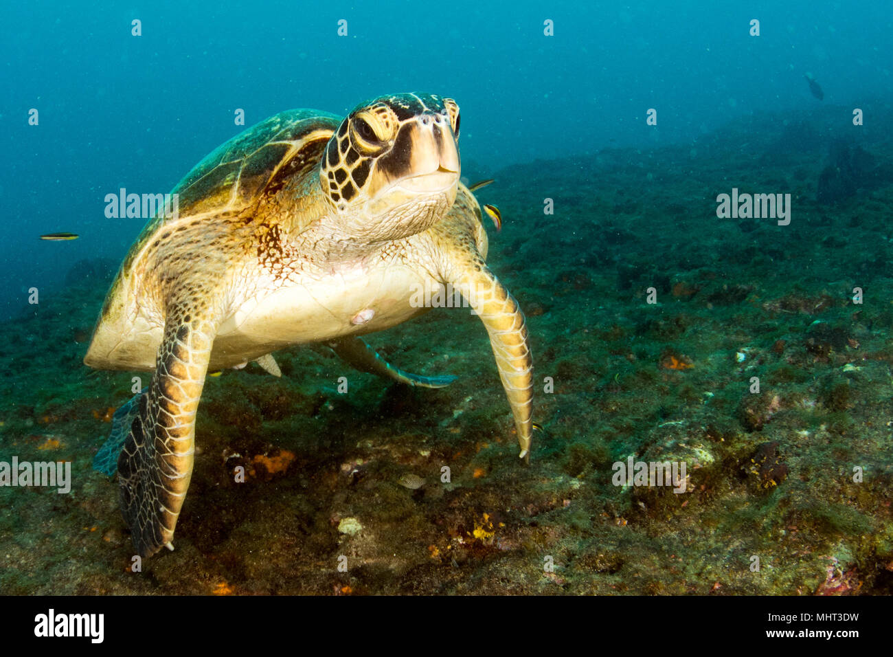 Grüne Schildkröte kommen Sie unter Wasser beim Tauchen in Cabo Pulmo Baja California National Park Stockfoto
