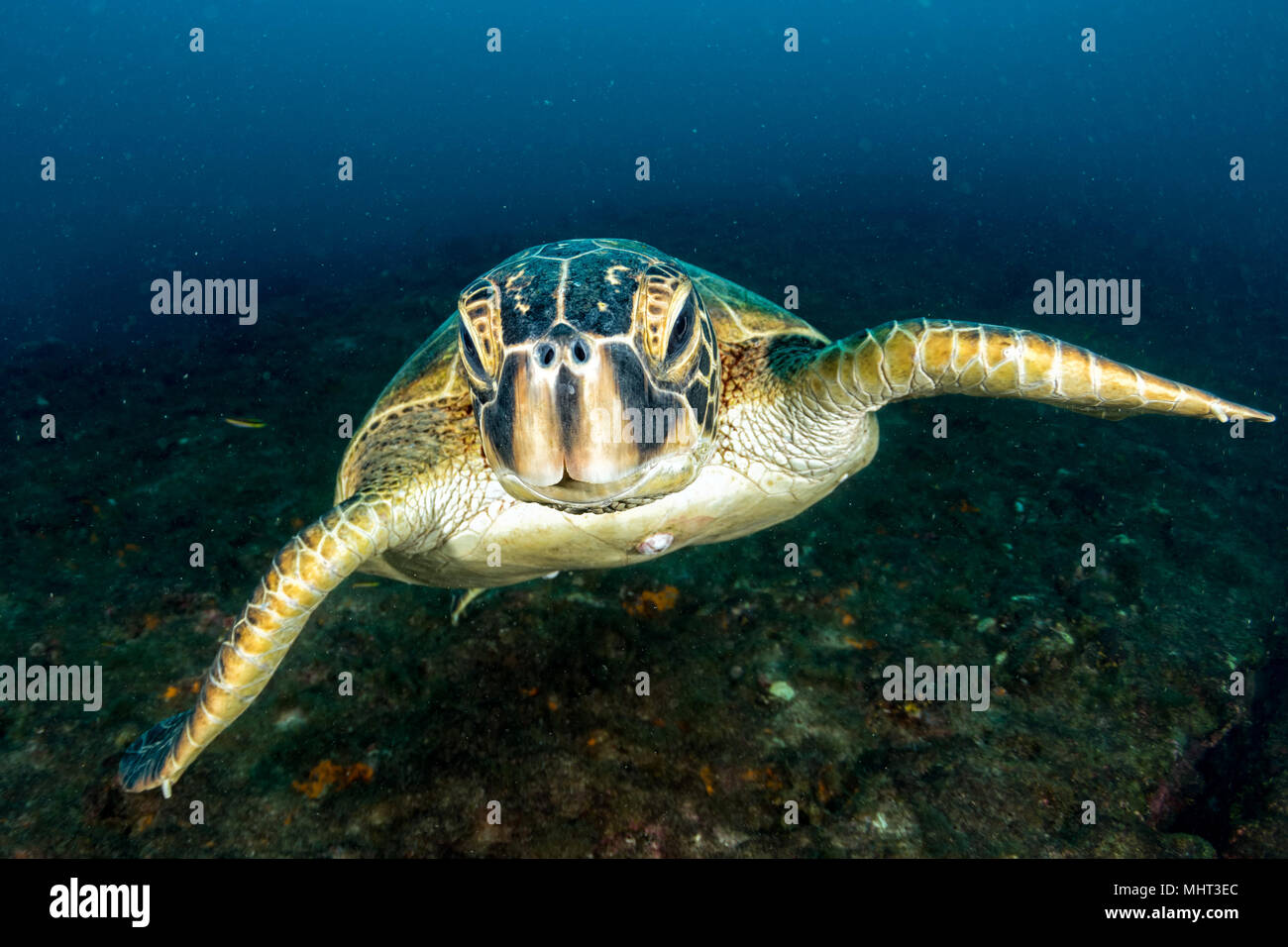 Grüne Schildkröte kommen Sie unter Wasser beim Tauchen in Cabo Pulmo Baja California National Park Stockfoto