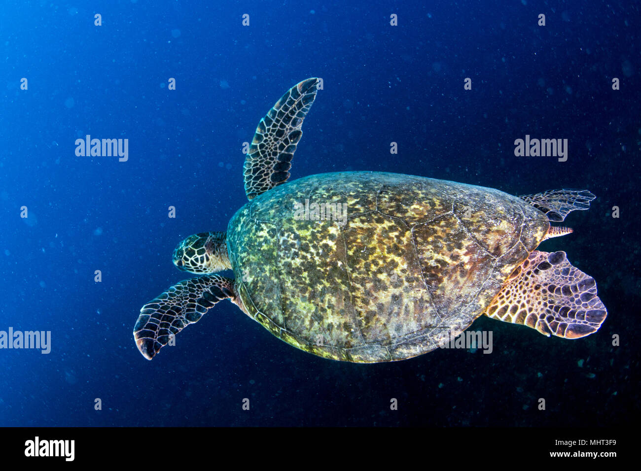 Grüne Schildkröte kommen Sie unter Wasser beim Tauchen in Cabo Pulmo Baja California National Park Stockfoto
