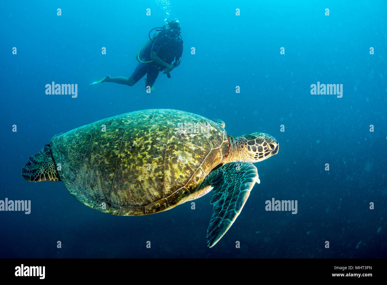 Grüne Schildkröte kommen Sie unter Wasser beim Tauchen in Cabo Pulmo Baja California National Park Stockfoto